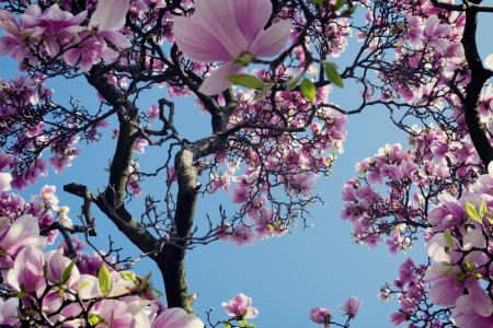 Magnolias - blue, pink, magnolia, spring, flower