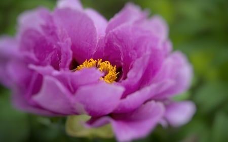 Peony - skin, pink, peony, green, flower