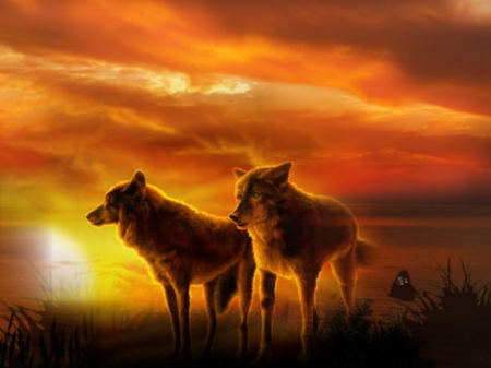 sunset - black, sunset, height, grass, wolves