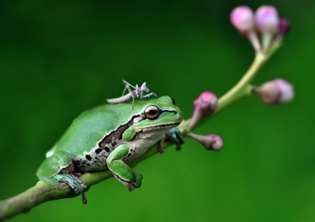 Friends - mustafa ozturk, frog, pink, amphibian, insect, green, grasshopper, flower