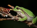 Treefrog