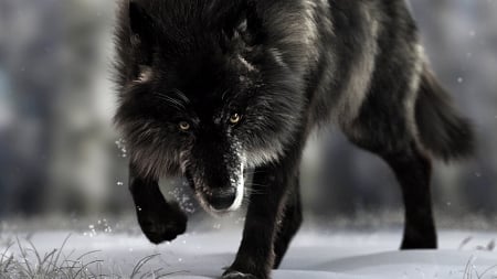 Wolf - black, lup, animal, massimo righi, wolf