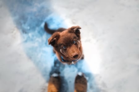 Puppy - winter, view from the top, brown, snow, dog, white, iarna, caine, puppy