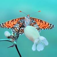 Alpha wing