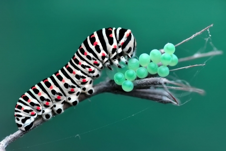 Caterpillar and eggs