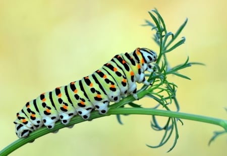 Caterpillar - yellow, caterpillar, green, insect, mustafa ozturk