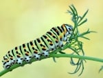 Caterpillar