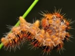 Caterpillar