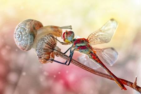 Face to face - mustafa ozturk, snail, dragonfly, pink, orange, insect, libelula