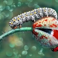 Caterpillar and Lady Bug