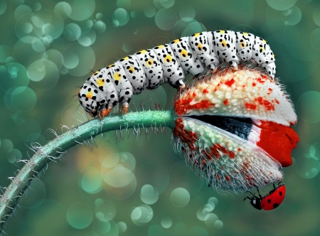 Caterpillar and Lady Bug - bokeh, poppy, gargarita, blue, flower, mustafa ozturk, caterpillar, red, lady bug, mac, insect