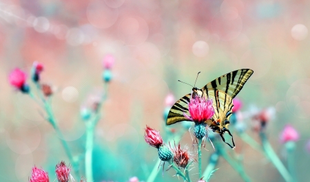 Paradise - mustafa ozturk, butterfly, pink, blue, insect, flower, fluture