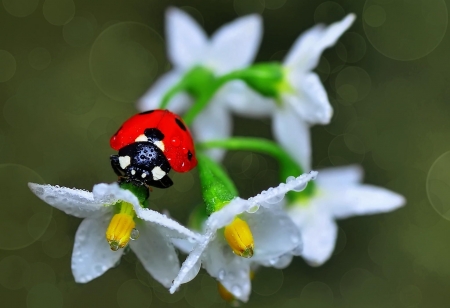 Lady Bug - water drops, lady bug, white, mustafa ozturk, gargarita, red, insect, green, flower