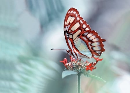 Malachite - red, fluture, butterfly, insect, mustafa ozturk