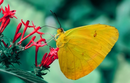 Butterfly - butterfly, yellow, red, insect, orange barred sulfur, green, flower, fluture