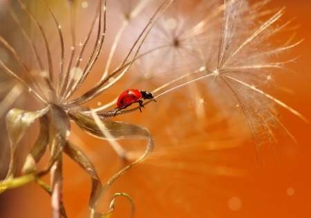 Red point - white, mustafa ozturk, gargarita, red, dandelion, insect, orange, lady bug