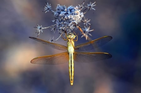 Dragonfly - mustafa ozturk, dragonfly, blue, insect, libelula, flower