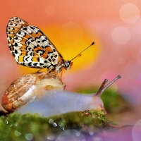 Snail and butterfly