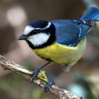 Great Tit