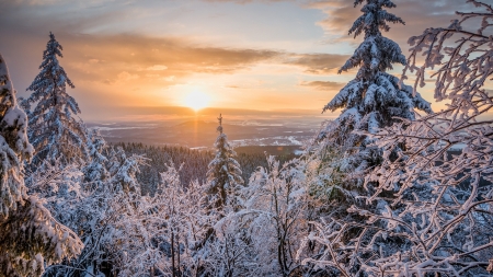 Winter forest - sky, trees, sun, dawn, cloudd