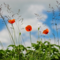 poppy flower