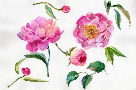 Peony - art, pink, watercolor, peony, green, bujor, leaf