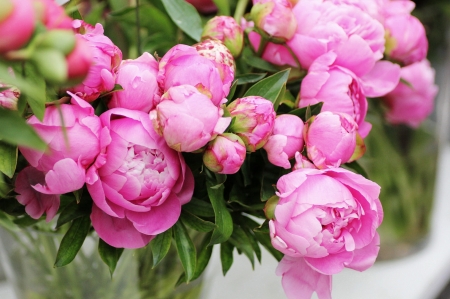 Peonies - pink, peony, green, bujor, flower