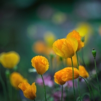 Yellow flowers