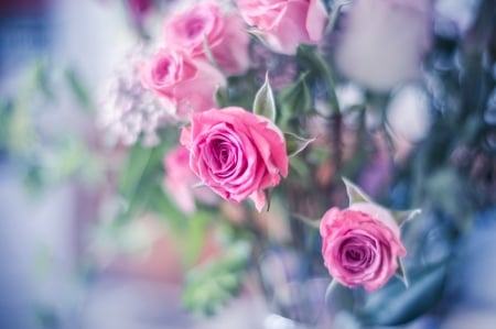 Roses - trandafir, vara, pink, summer, rose, flower