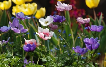 Anemones - yellow, pink, blue, anemone, green, summer, field, flower