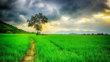 Pause of nature - nature, image, tree, hause