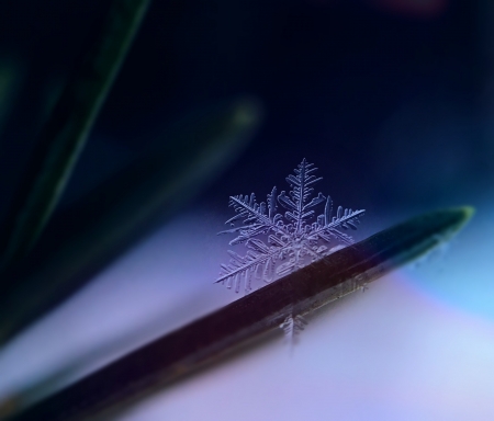 Snowflake - white, nature, snowflake, pretty, frost, blue, winter