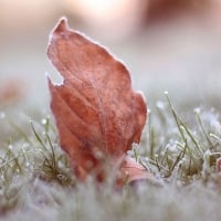 Early frost