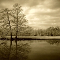 Twin trees in sepia