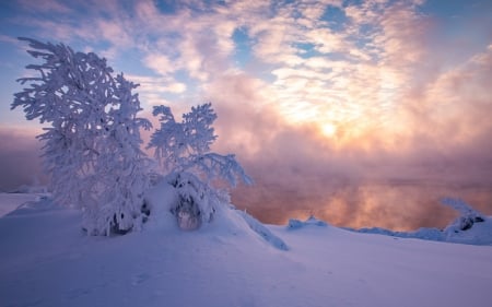 Winter forest - sky, trees, drifts, frost, spruce