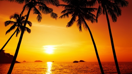 Sunset - silhouette, palms, orange sky, sea