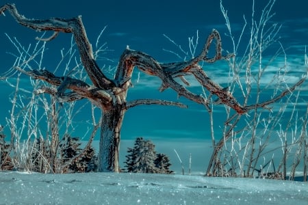 Amazing Winter - branch, winter, tree, freezing, snowy