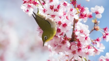 :-) - bird, flowers, spring, HD