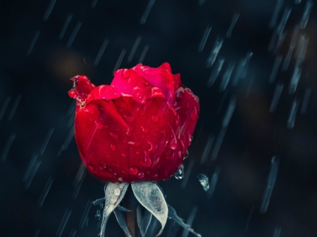 ROSE IN THE RAIN - image, rose, red, rain