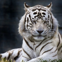 WHITE TIGER