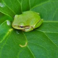 LITTLE GREEN FROG