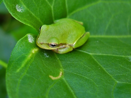 LITTLE GREEN FROG - CUTE, LITTLE, FROG, GREEN