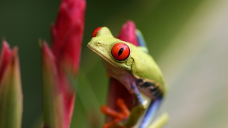 Frog - frog, red, eyes, amphibian, broasca, green, flower