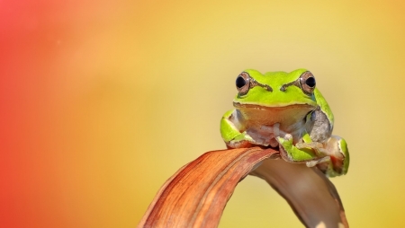 Frog - mustafa ozturk, amphibian, frog, leaf, broasca, orange, green