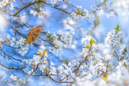 Springtime - sunlight, branches, blossoms, butterfly, tree, sky