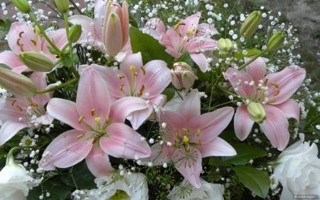 Pink lilies - Bouquet, Lilies, Petals, Flowers