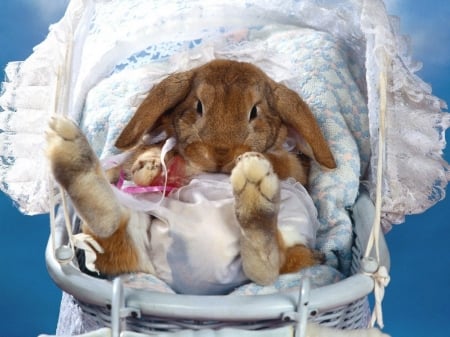 BUNNY IN A PRAM - image, cute, bunny, pram