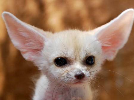 FENNEC FOX