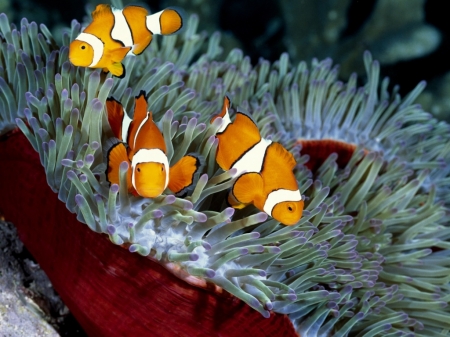 THREE FISH FEEDING - fish, three, image, animals