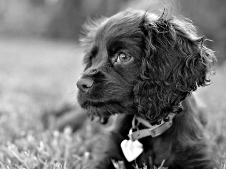 ADORABLE PUPPY - image, adorable, puppy, dog